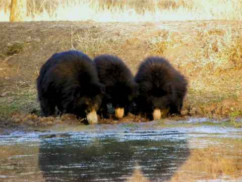 Ranthambhore National Park during a weekend adventure trip