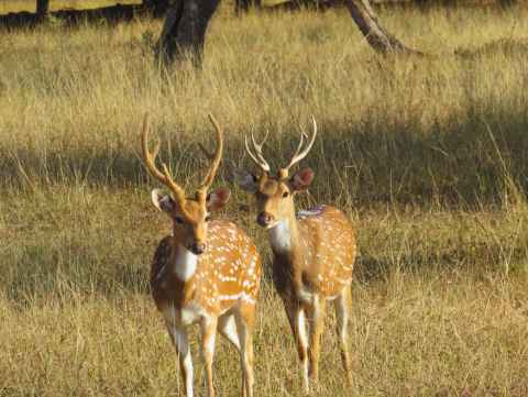 Wildlife safari at Ranthambhore National Park during a 3 Days Ranthambhore Tour