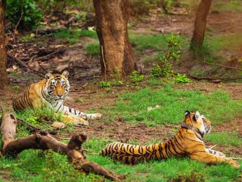 Ranthambhore Sariska Tour Package