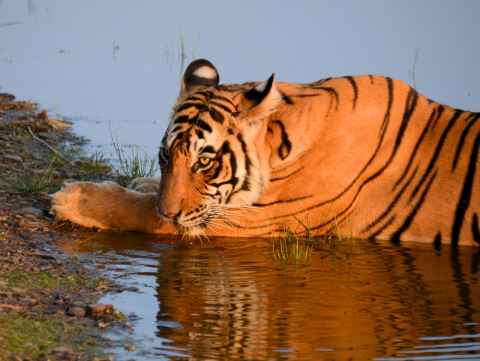 Udaipur Ranthambhore Tour Package