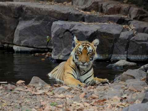 Heritage and wildlife tour covering Agra, Ranthambhore, and Jaipur