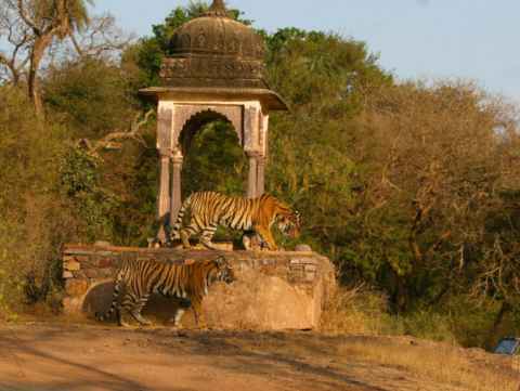 Ranthambhore Tigers