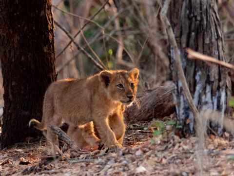 Gir Wildlife Tour Package